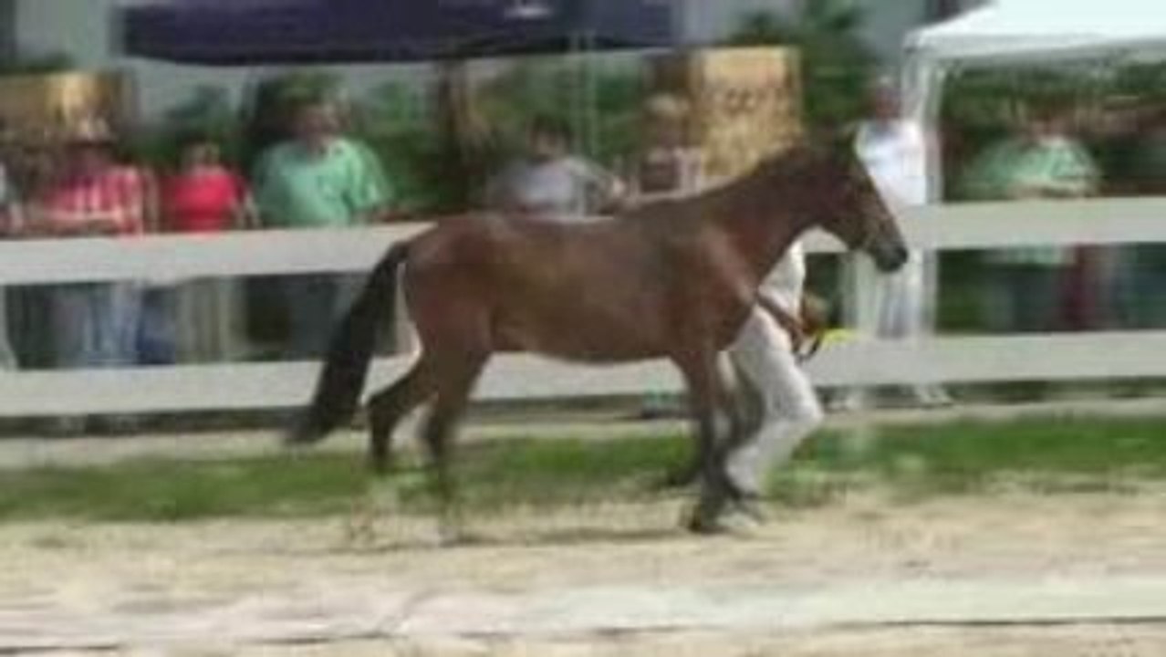 Paso-peruano hengst jährling verkaufspferd