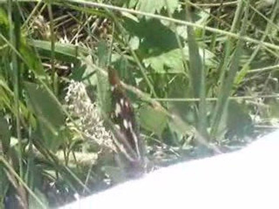 Papillon pot de colle !