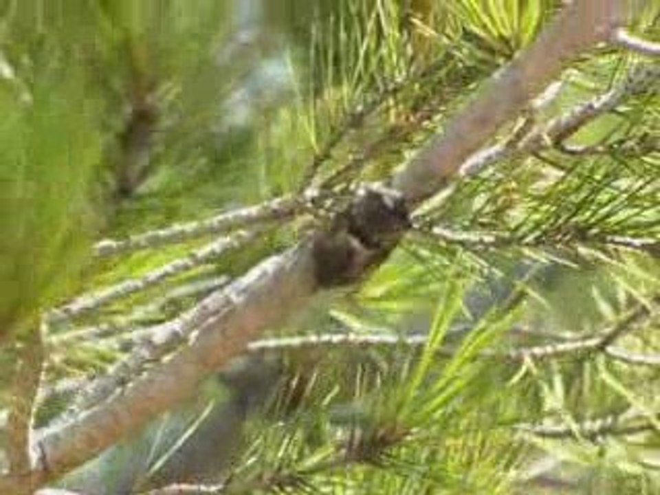 Le Chants des Cigales