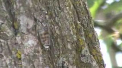 CHANT DE CIGALE SUR UN PIN PARASOL