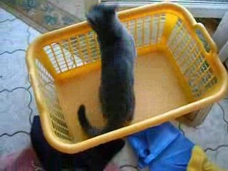 5ème vidéo de Sacha Coeur d'Velours (Chartreux)