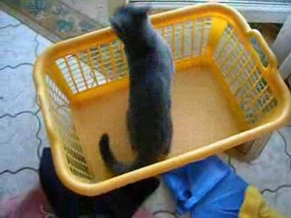 5ème vidéo de Sacha Coeur d'Velours (Chartreux)