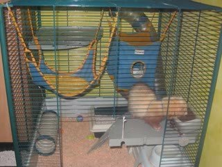 Mes Fufus