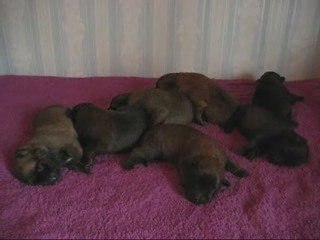 Chiots Luna x Ray-Ban nés le 08.08.2009