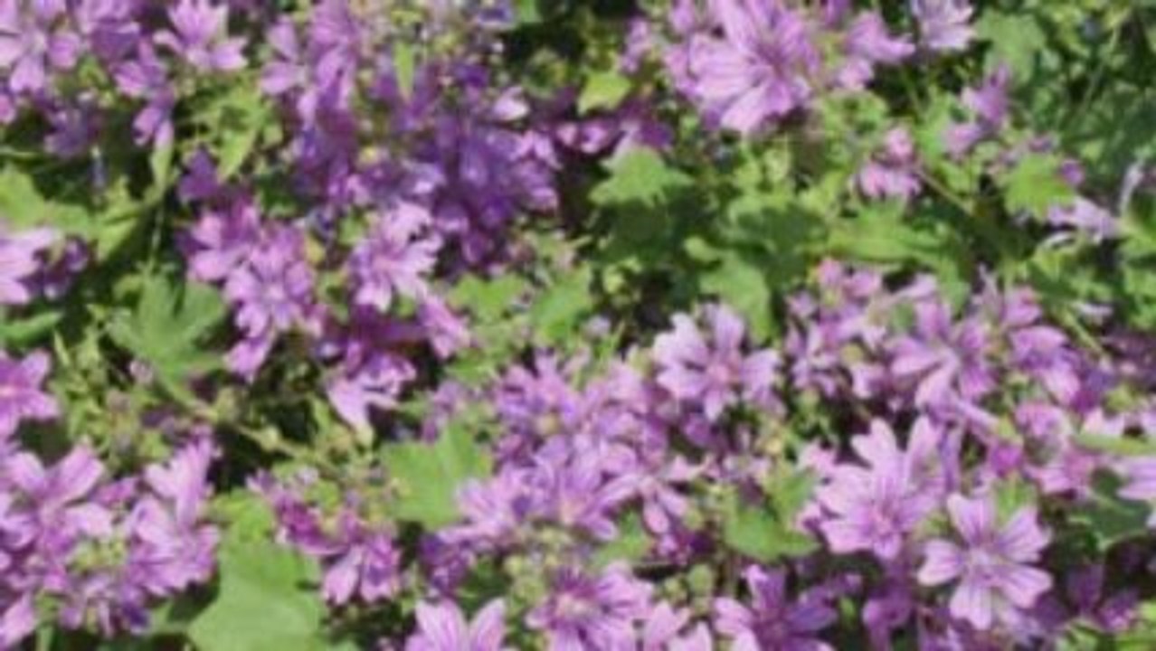 CRETE FLEURS DE PRINTEMPS