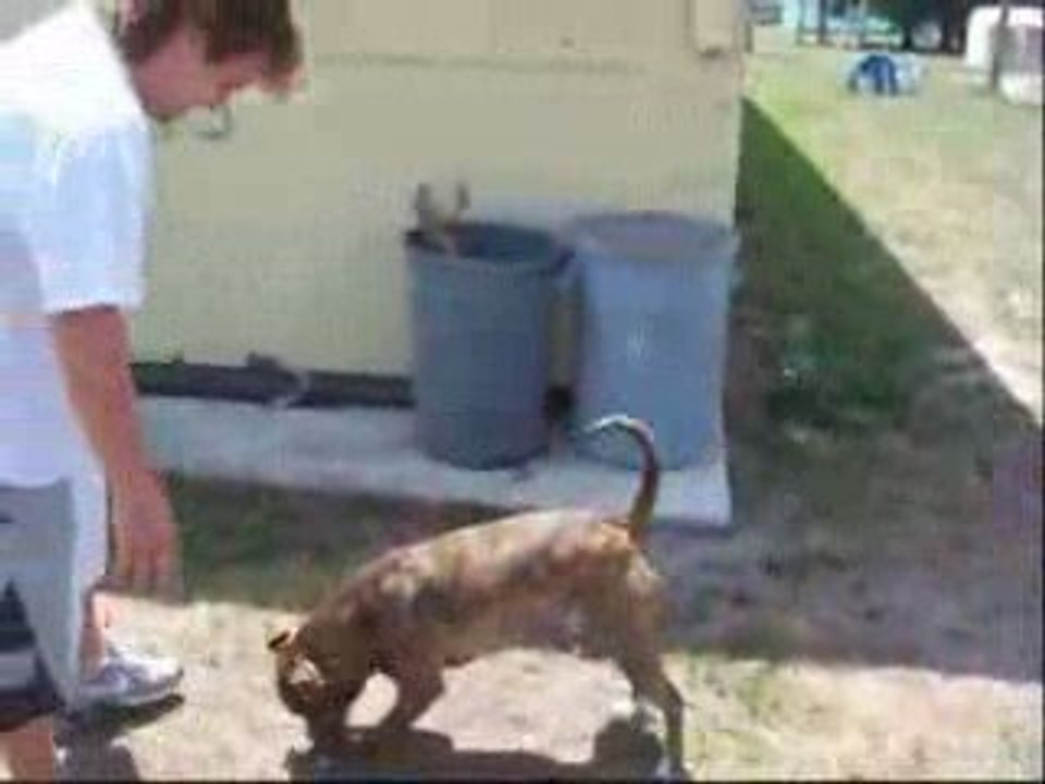 dog flip