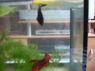 Accouplement de combattants