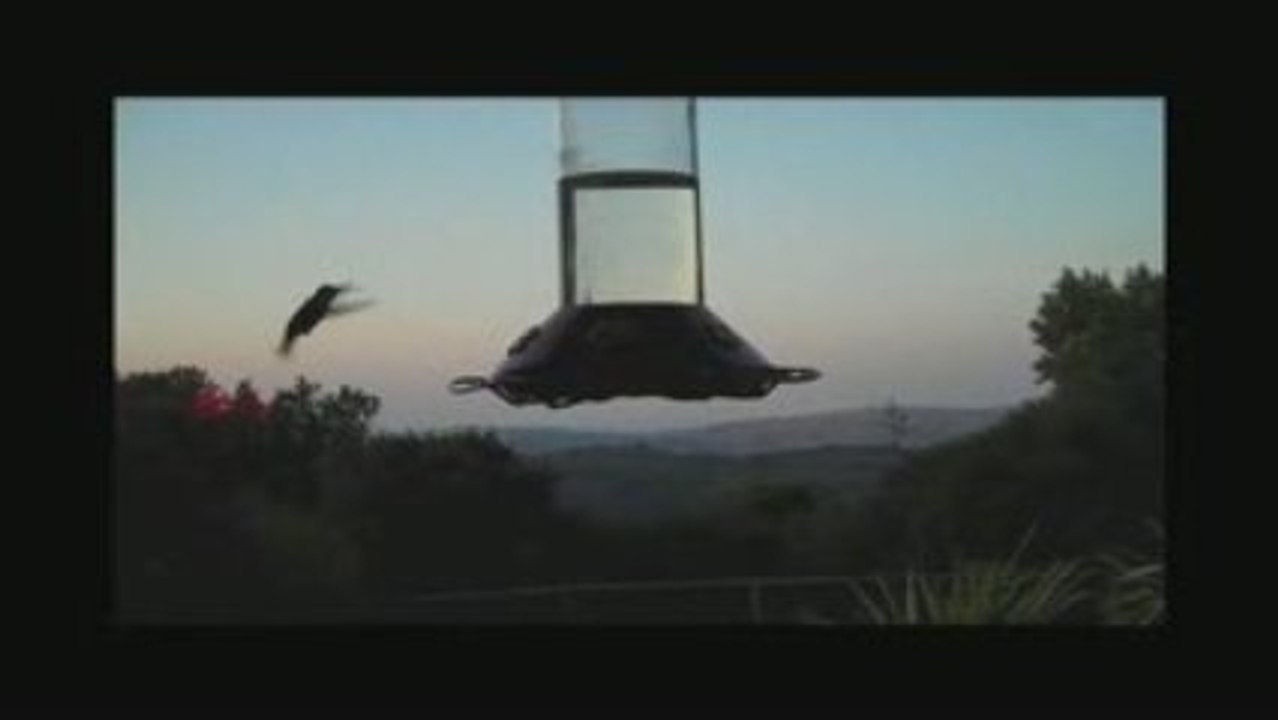 Hummingbirds