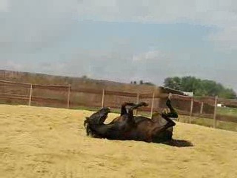 Ulys nouvelle écurie