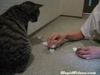 Chat qui s'ennuie  :)