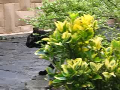 DANY minette à 3 pattes sauvée par une petite association