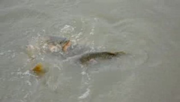 étang de Teillay :carpes monstrueuses !