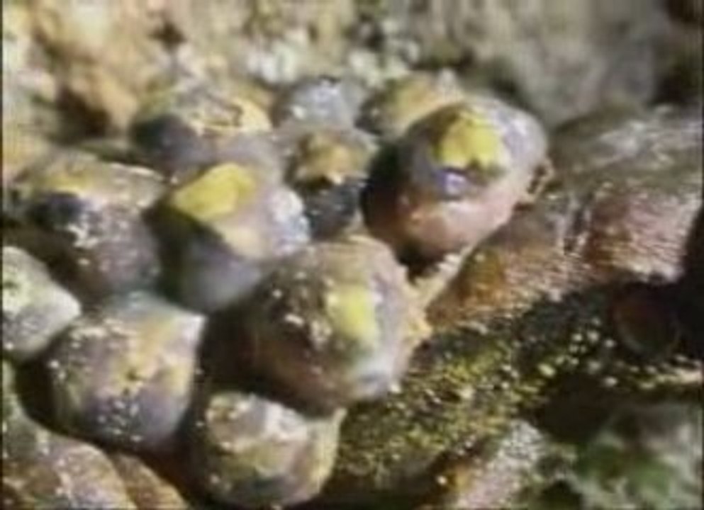 BBC Expédition Guyana3 Un Paradis en Danger