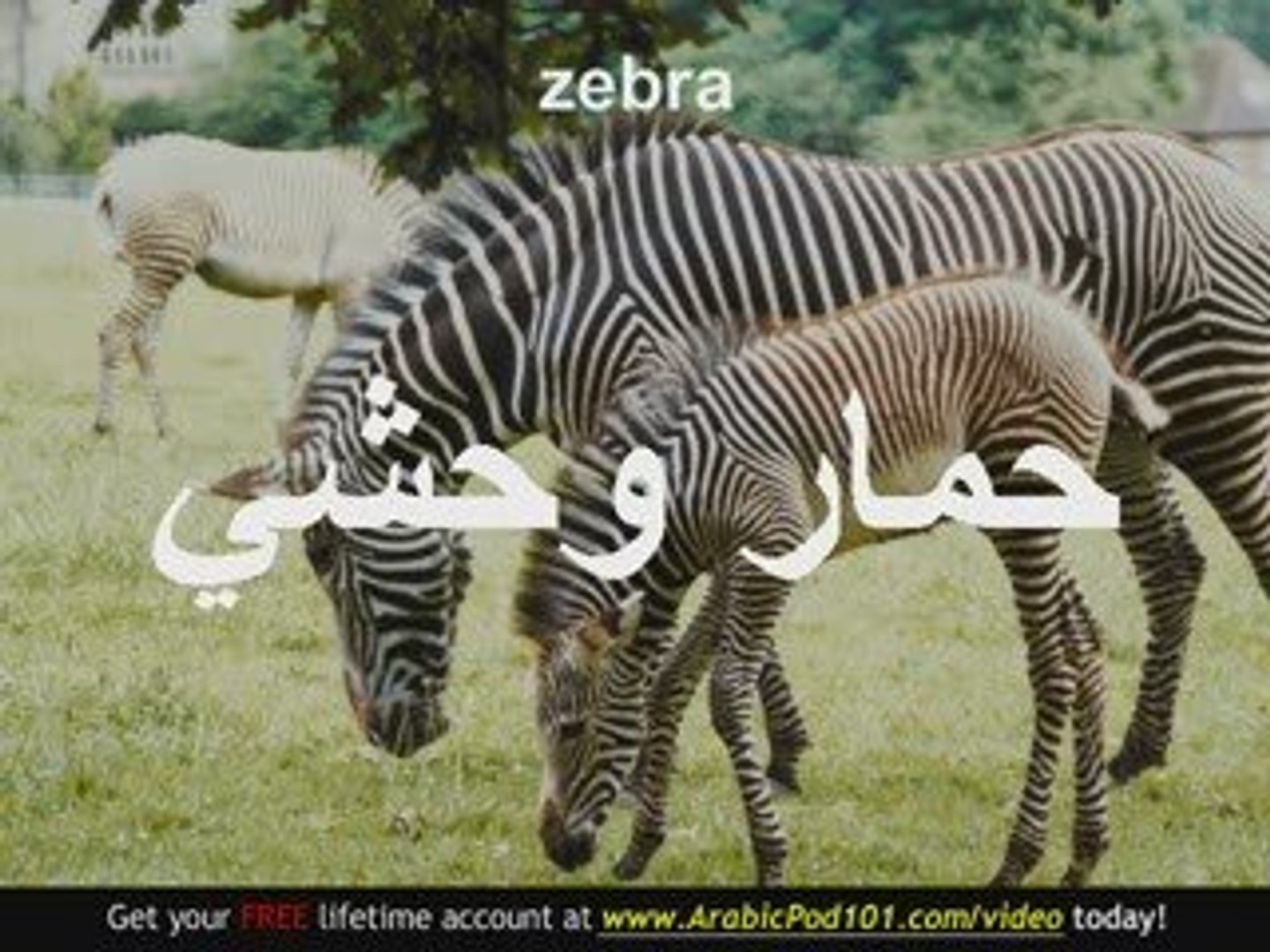 Learn Arabic Arabic Safari Animals Vocabulary Video Dailymotion