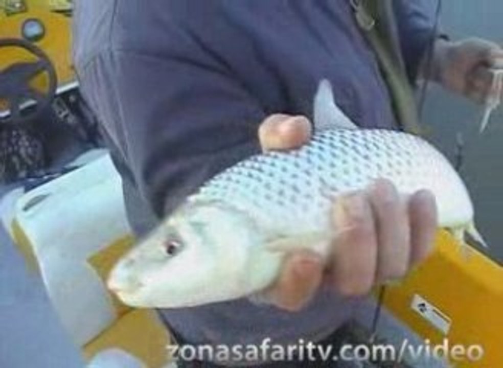 Pesca en Esquina #9