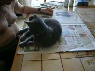 7ème vidéo de Sacha Coeur d'Velours (Chartreux)