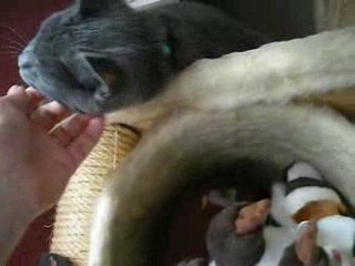 8ème vidéo de Sacha Coeur d'Velours (Chartreux)