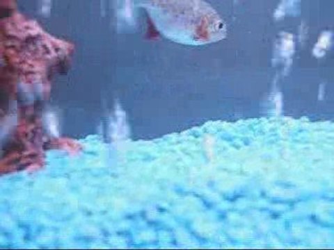 Decapitated - Babylon's Pride - Piranha Vs Poisson Rouge