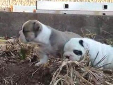 14.08.09 ERNESTINE ET MARCEL 81