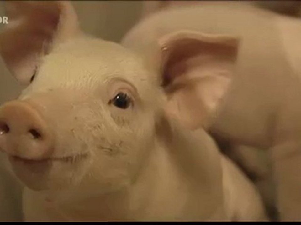 4. AZK - Film - Die arme Sau