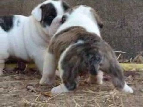 14.08.09 EDITION LIMITE 4 SEM