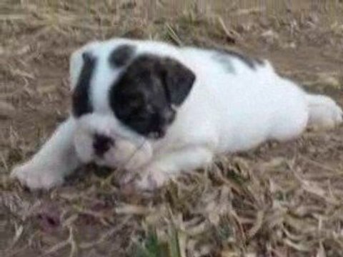 14.08.09 eliot 4 semaines v2