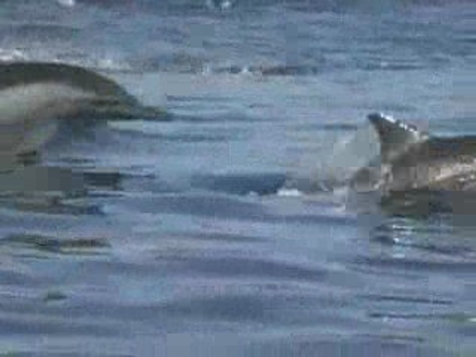 dolphin smile