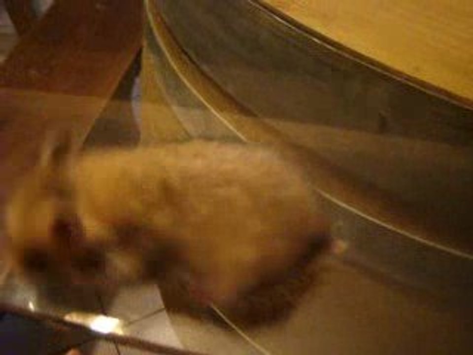 hamster doré chipi
