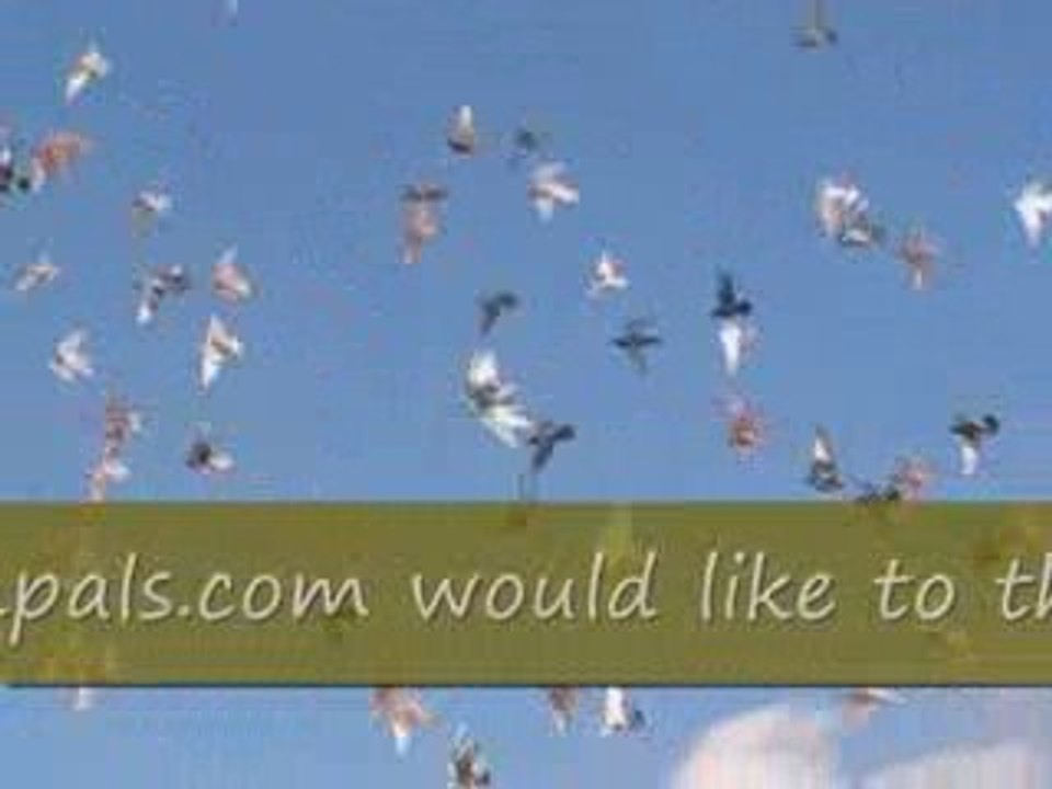 Pigeon Pal's Daily Racing Club News 30 Who We Are Recap