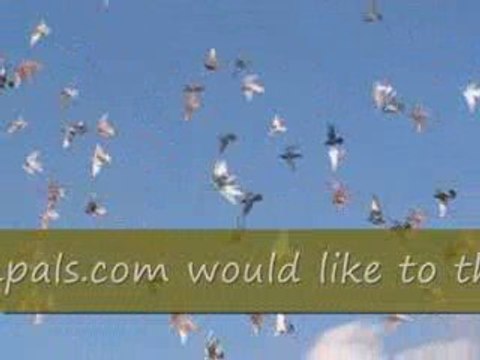 Pigeon Pal's Daily Racing Club News 30 Who We Are Recap