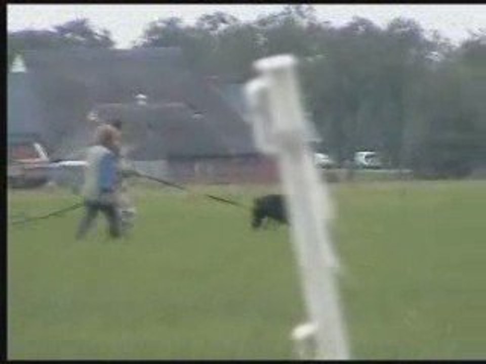 urka vom heckendorf FCI 1 Hollande 2009