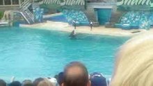 Shamu 1