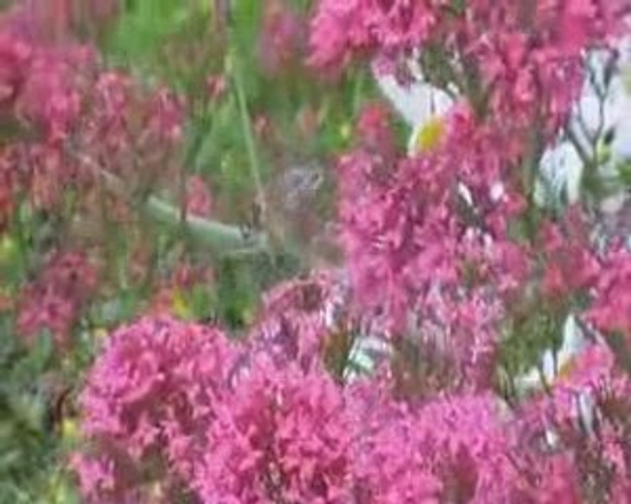 sphinx colibri juin 2009