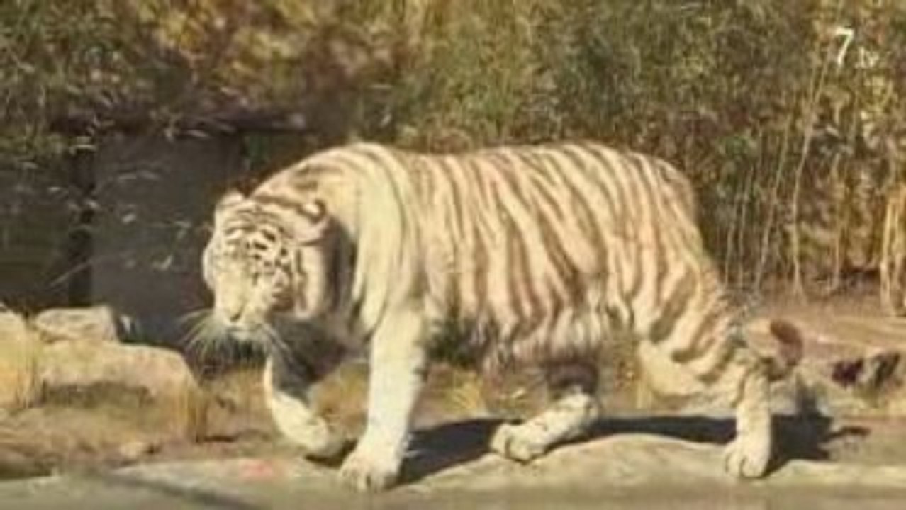 Des tigres blancs, stars du zoo d'Amnéville