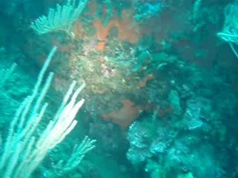 Plongée à Banyuls sur Mer