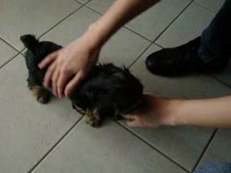 chiot