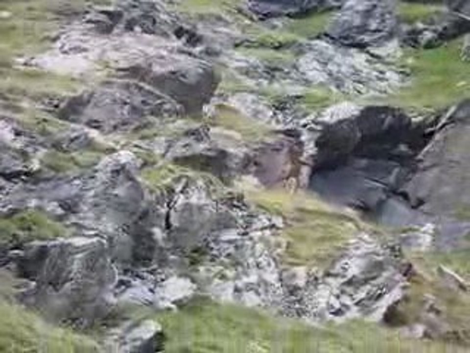 Tour du Cervin 2009 : les chamois