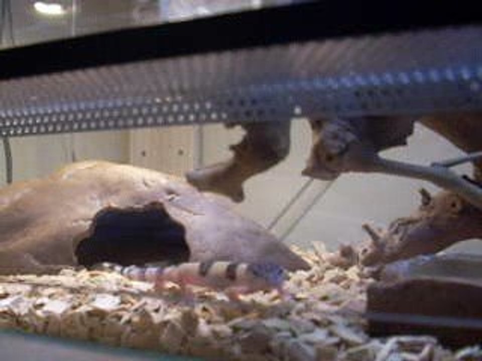 mon gecko