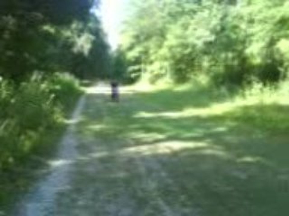 Becane en foret