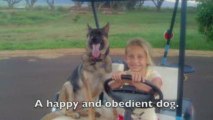 Sit Means Sit Hawaii Dog Training