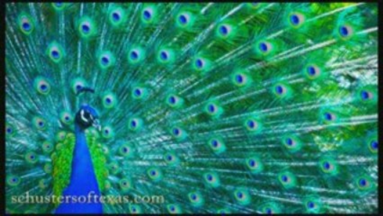 Peacock Feathers