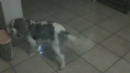 2009 08 01 clovis embêté par titauto