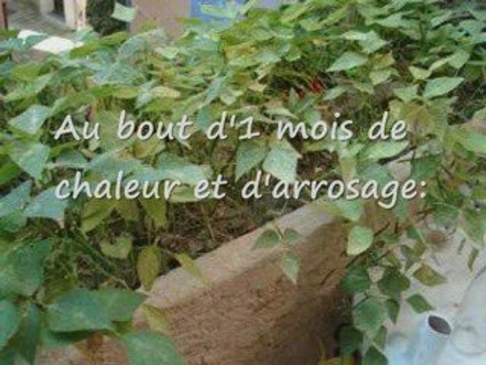 faire pousser des haricots verts sur un balcon