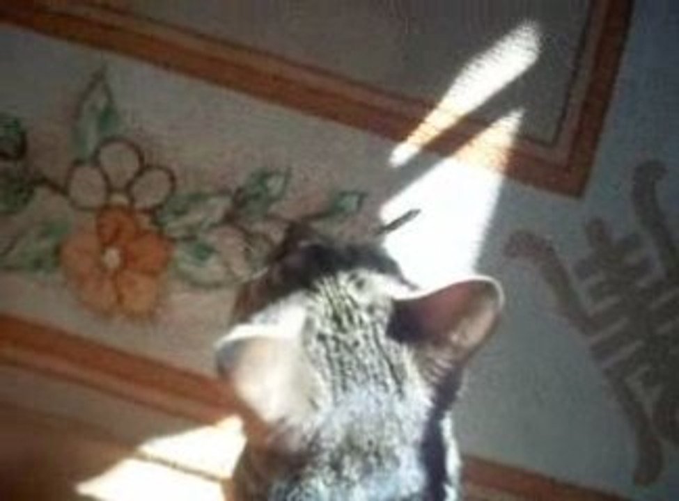 Neitoperhonen ja kissa kohtaaminen 15.8.2009 vs maahanmuutto