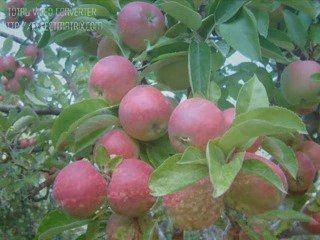 AYŞEGÜL PINAR-Şu Amasya Ovasında
