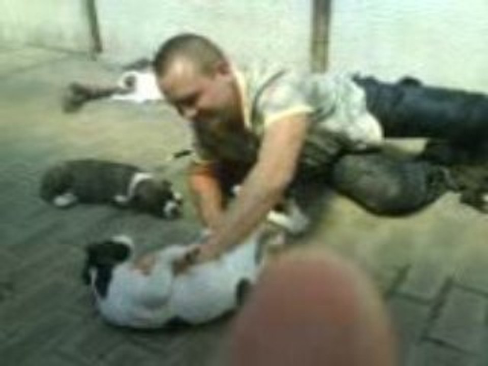 chiens