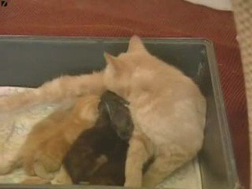 la chatte avec le lapin