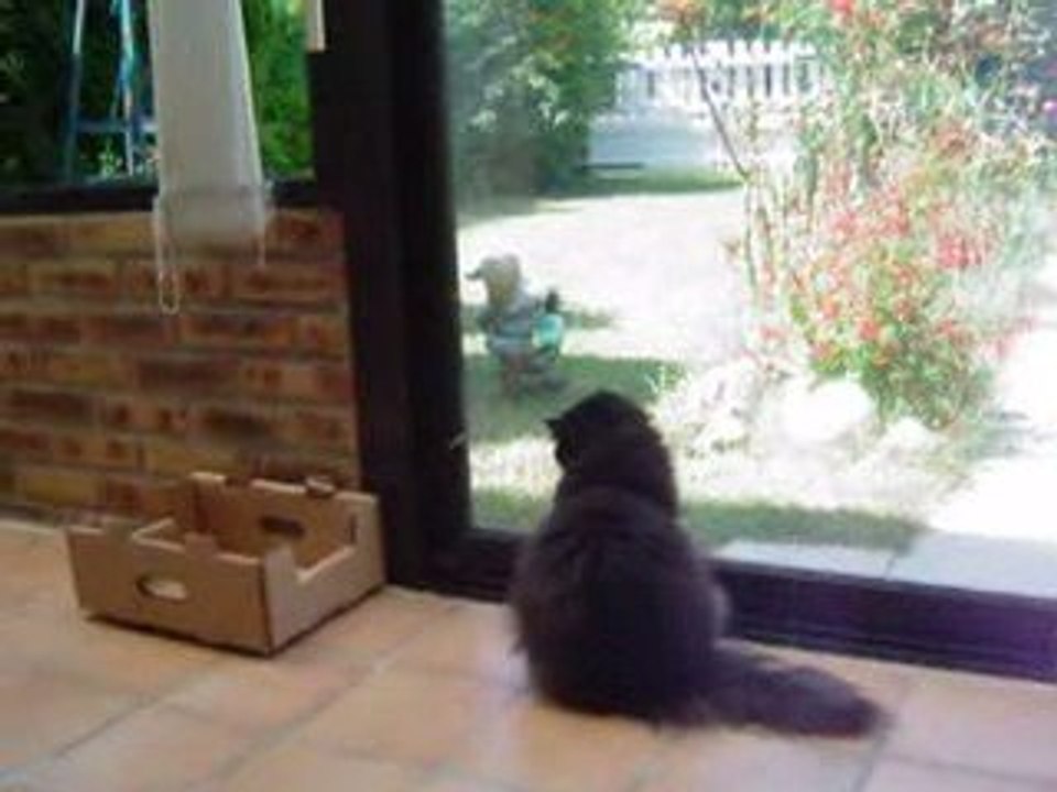 Néfertiti 's  adventures