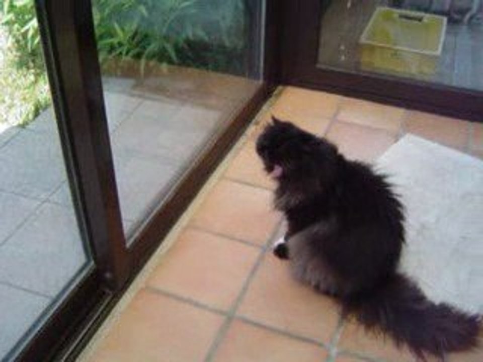 Néfertiti 's  adventures