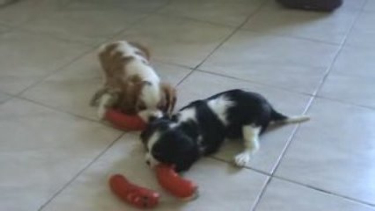 Donne-moi les saucisses !